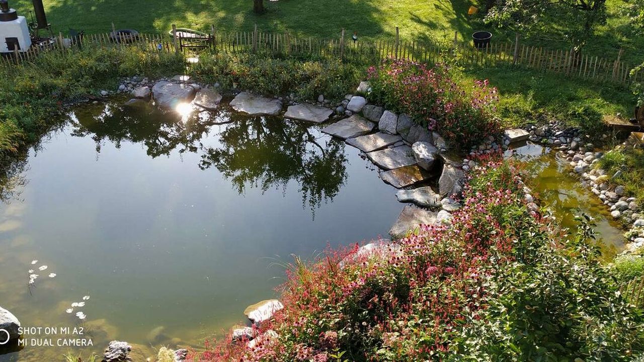 Fischteich Fischteich